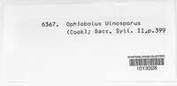 Ophiobolus ulnosporus image